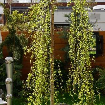 Betula pendula 'Youngii'