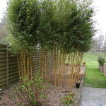 Phyllostachys aureosulcata 'Aureocaulis' - Phyllostachys aureosulcata 'Aureocaulis'