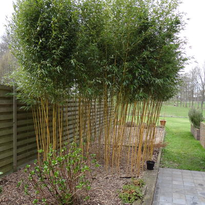 Phyllostachys aureosulcata 'Aureocaulis' - 