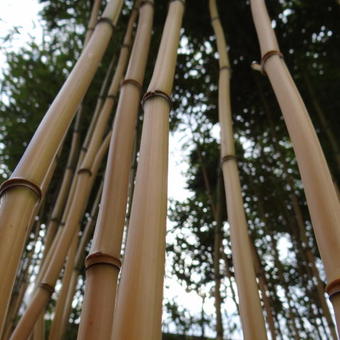 Phyllostachys aureosulcata 'Aureocaulis'