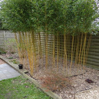 Phyllostachys aureosulcata 'Aureocaulis'