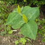 Trillium luteum - 