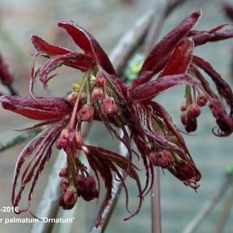 Acer palmatum 'Ornatum'