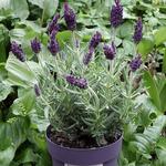 Lavandula stoechas 'Anouk' - 