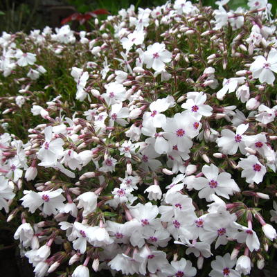 Phlox subulata 'Amazing Grace' - Phlox subulata 'Amazing Grace'