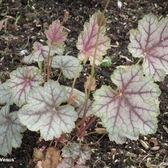 Heuchera 'Venus'