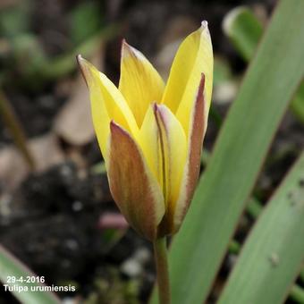 Tulipa urumiensis