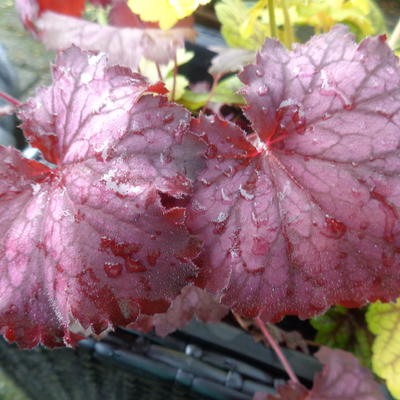 Heuchera LITTLE CUTIE 'Ginger Snap' - 