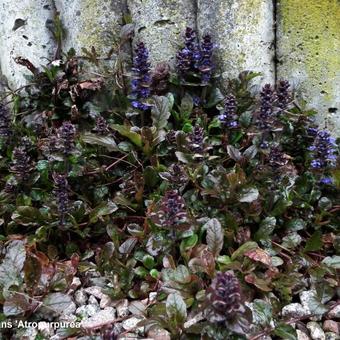 Ajuga reptans 'Atropurpurea'