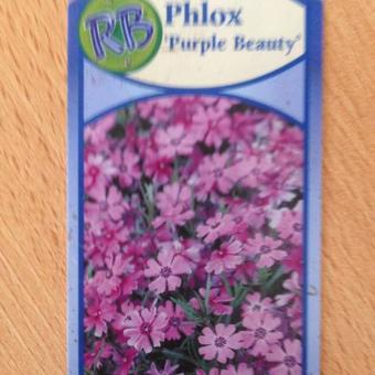 Phlox