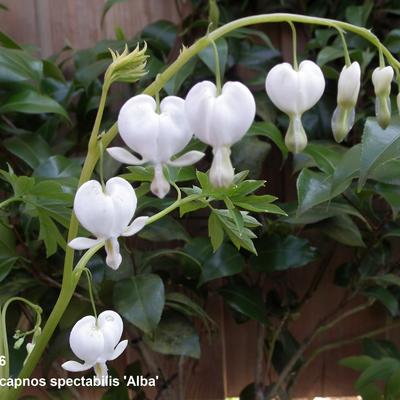 Lamprocapnos spectabilis 'Alba' - Lamprocapnos spectabilis 'Alba'