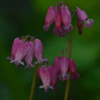 Dicentra formosa 'Luxuriant'