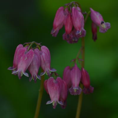 Dicentra formosa 'Luxuriant' - Dicentra formosa 'Luxuriant'