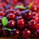 Vaccinium macrocarpon - Großfrüchtige Moosbeere