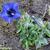 Gentiana acaulis