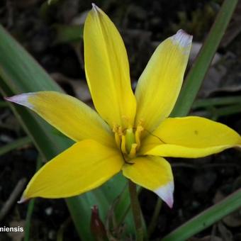 Tulipa urumiensis