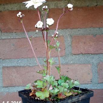 Saxifraga granulata 'Plena'