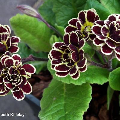 Primula 'Elizabeth Killelay' - 