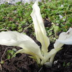 Hosta 'White Feather' - 