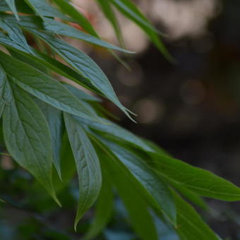 Paeonia emodi