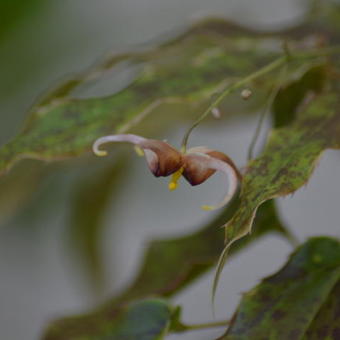 Epimedium Wushanense 'Caramel'