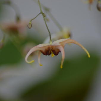 Epimedium Wushanense 'Caramel'