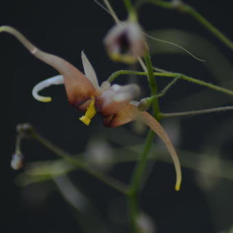 Epimedium Wushanense 'Caramel'