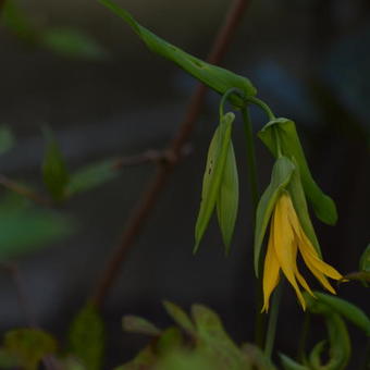 Uvularia grandiflora