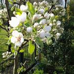 Pyrus communis 'Pitmaston Duchesse' - 