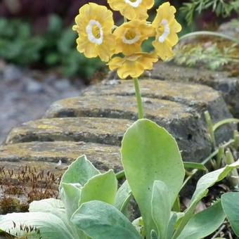 Primula auricula 'George Edge'