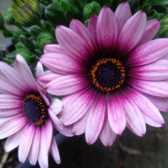 Osteospermum