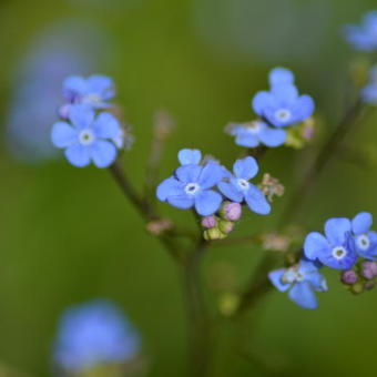 Brunnera macrophylla