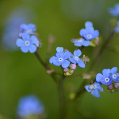 MYOSOTIS DE  CAUCASE, BUGLOSSE DE SIBÉRIE ' - Brunnera macrophylla