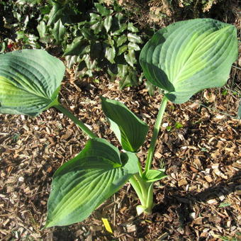 Hosta 'Paradise Glory'