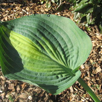 Hosta 'Paradise Glory'