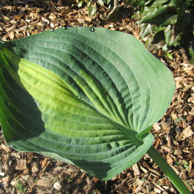 Hosta 'Paradise Glory' - 