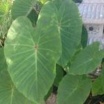 Colocasia esculenta 'Pink China' - 