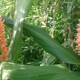 Hedychium densiflorum 'Assam Orange'