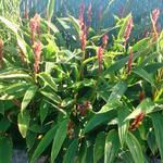 Cautleya spicata 'Robusta' - 