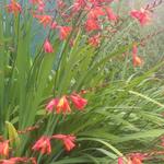 Crocosmia x crocosmiiflora - Garten-Montbretie