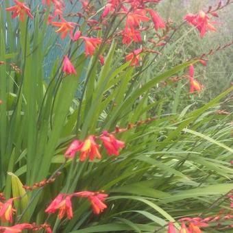 Crocosmia x crocosmiiflora