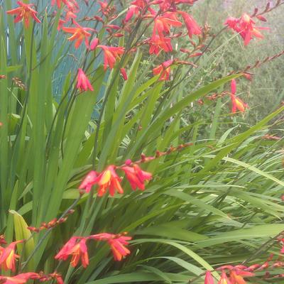 Crocosmia x crocosmiiflora - 