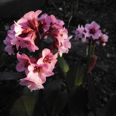 Bergenia DRAGONFLY 'Angel Kiss' - Bergenia DRAGONFLY  'Angel Kiss'