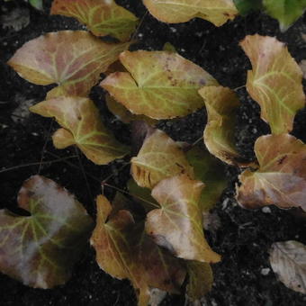 Epimedium x versicolor 'Sulphureum'