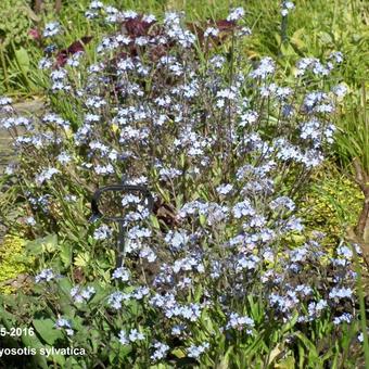 Myosotis sylvatica