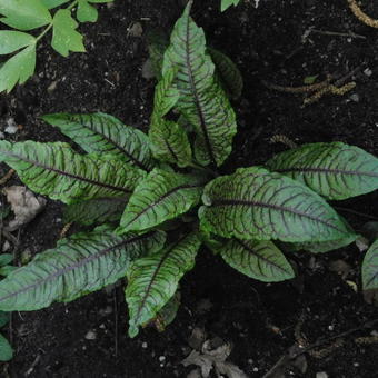 Rumex sanguineus