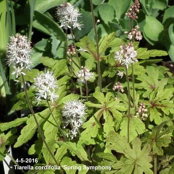 Tiarella cordifolia 'Spring Symphony'