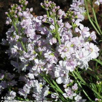 Cardamine pratensis 'Flore Pleno'