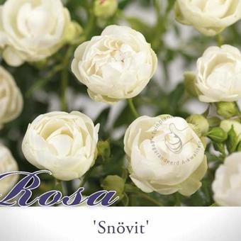 Rosa 'Snövit'