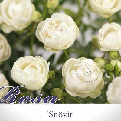 Rosa 'Snövit' - 